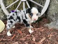 Phoenix ( Video on Website), a male Toy Australian Shepherd for sale in Plato, MO – 1 of 9