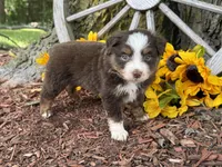 Leo (Video on Website), a male Toy Australian Shepherd for sale in Plato, MO – 1 of 9