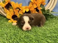 Leo (Little), a male Toy Australian Shepherd for sale in Plato, MO – 3 of 8
