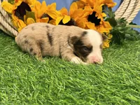 Lane, a male Toy Australian Shepherd for sale in Plato, MO – 6 of 8