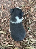Callie (weighs 1lb @ 4wks), a female Toy Australian Shepherd for sale in Plato, MO – 6 of 10