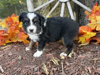 Timber (Video on Website), a male Toy Australian Shepherd for sale in Plato, MO – 6 of 10