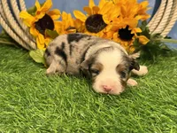 Lincoln, a male Toy Australian Shepherd for sale in Plato, MO – 7 of 8