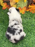 Jollie, a female Toy Australian Shepherd for sale in Plato, MO – 8 of 8