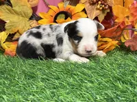 Jollie, a female Toy Australian Shepherd for sale in Plato, MO – 6 of 8