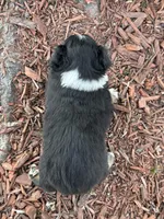 processed/4c7b5973-524e-43ee-b2e2-49febbf789ad/listing/d748869b-f077-4ed8-a207-3b7c3d06ab2f/a47fb49c-7b56-4a44-8079-6d7dfb671d05