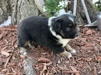 processed/4c7b5973-524e-43ee-b2e2-49febbf789ad/listing/d748869b-f077-4ed8-a207-3b7c3d06ab2f/ba36c695-2a48-44d8-ac3a-1b61d30e9035