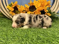Lincoln, a male Toy Australian Shepherd for sale in Plato, MO – 2 of 8