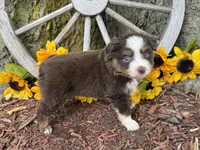 Leo (Video on Website), a male Toy Australian Shepherd for sale in Plato, MO – 7 of 9