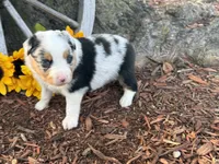 Martin , a male Toy Australian Shepherd for sale in Plato, MO – 4 of 9