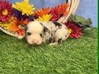 Chase, a male Toy Australian Shepherd for sale in Plato, MO – 3 of 9