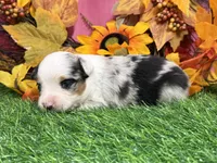 Jollie, a female Toy Australian Shepherd for sale in Plato, MO – 2 of 8