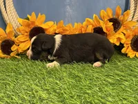 Timber, a male Toy Australian Shepherd for sale in Plato, MO – 9 of 9