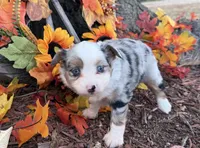 Cricket, a female Toy Australian Shepherd for sale in Plato, MO – 7 of 8