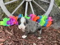 Angel, a female Toy Australian Shepherd for sale in Plato, MO – 4 of 10