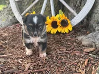Dugger (Little Guy/Weighs 1.3 lbs @ 4 weeks), a male Toy Australian Shepherd for sale in Plato, MO – 2 of 10