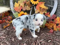Chase (video on website), a male Toy Australian Shepherd for sale in Plato, MO – 7 of 10