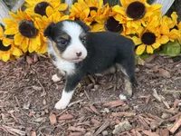 Callie (weighs 1lb @ 4wks), a female Toy Australian Shepherd for sale in Plato, MO – 7 of 10