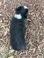 Cody (video on website), a male Toy Australian Shepherd for sale in Plato, MO – 9 of 9