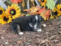 Jazzy, a female Toy Australian Shepherd for sale in Plato, MO – 9 of 10