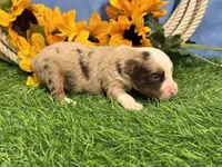 Lane, a male Toy Australian Shepherd for sale in Plato, MO – 7 of 8