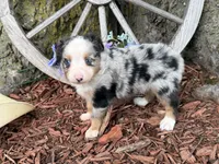 Pistol (Video on Website), a male Toy Australian Shepherd for sale in Plato, MO – 6 of 10
