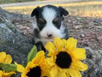 Callie (weighs 1lb @ 4wks), a female Toy Australian Shepherd for sale in Plato, MO – 5 of 10