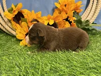 Leo (Little), a male Toy Australian Shepherd for sale in Plato, MO – 8 of 8