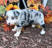 Cricket, a female Toy Australian Shepherd for sale in Plato, MO – 8 of 8