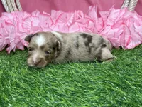 Raya, a female Toy Australian Shepherd for sale in Plato, MO – Photo 8 of 9