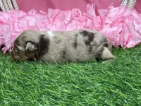 Raya, a female Toy Australian Shepherd for sale in Plato, MO – Photo 6 of 9