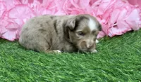 Raya, a female Toy Australian Shepherd for sale in Plato, MO – Photo 1 of 9