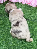 Raya, a female Toy Australian Shepherd for sale in Plato, MO – Photo 9 of 9