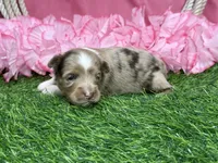 Raya, a female Toy Australian Shepherd for sale in Plato, MO – Photo 5 of 9