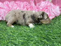 Raya, a female Toy Australian Shepherd for sale in Plato, MO – Photo 7 of 9