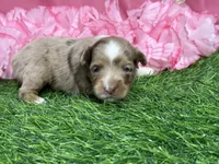 Raya, a female Toy Australian Shepherd for sale in Plato, MO – Photo 2 of 9