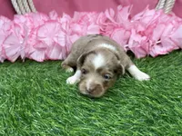 Raya, a female Toy Australian Shepherd for sale in Plato, MO – Photo 3 of 9