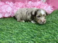 Raya, a female Toy Australian Shepherd for sale in Plato, MO – Photo 4 of 9