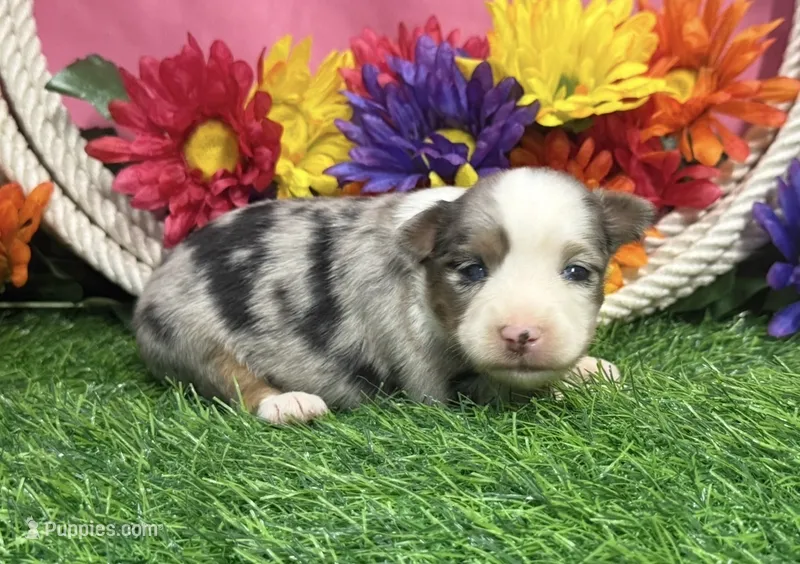 Cricket  – Toy Australian Shepherd puppy for sale in Plato, MO