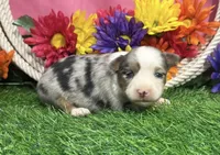 Cricket , a female Toy Australian Shepherd for sale in Plato, MO – 1 of 10