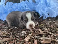 Leo , a male Toy Australian Shepherd for sale in Plato, MO – 2 of 9