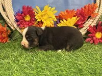 Cody, a male Toy Australian Shepherd for sale in Plato, MO – 7 of 8