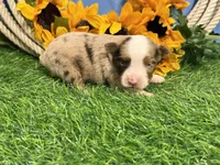 Lane, a male Toy Australian Shepherd for sale in Plato, MO – 2 of 8