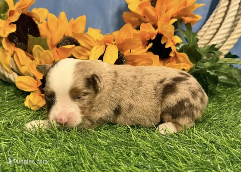 Lane – Toy Australian Shepherd puppy for sale in Plato, MO