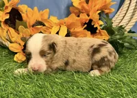 Lane, a male Toy Australian Shepherd for sale in Plato, MO – 1 of 8