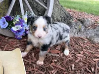 Pistol (Video on Website), a male Toy Australian Shepherd for sale in Plato, MO – 2 of 10