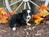 Timber (Video on Website), a male Toy Australian Shepherd for sale in Plato, MO – 2 of 10
