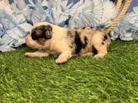 Pooh, a male Toy Australian Shepherd for sale in Plato, MO – Photo 5 of 8