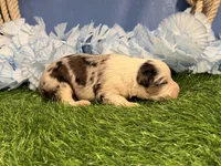 Pooh, a male Toy Australian Shepherd for sale in Plato, MO – Photo 2 of 8