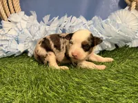 Pooh, a male Toy Australian Shepherd for sale in Plato, MO – Photo 4 of 8